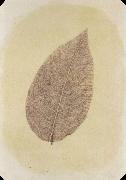 Willim Henry Fox Talbot Leaf with Its Stem Removed oil painting reproduction